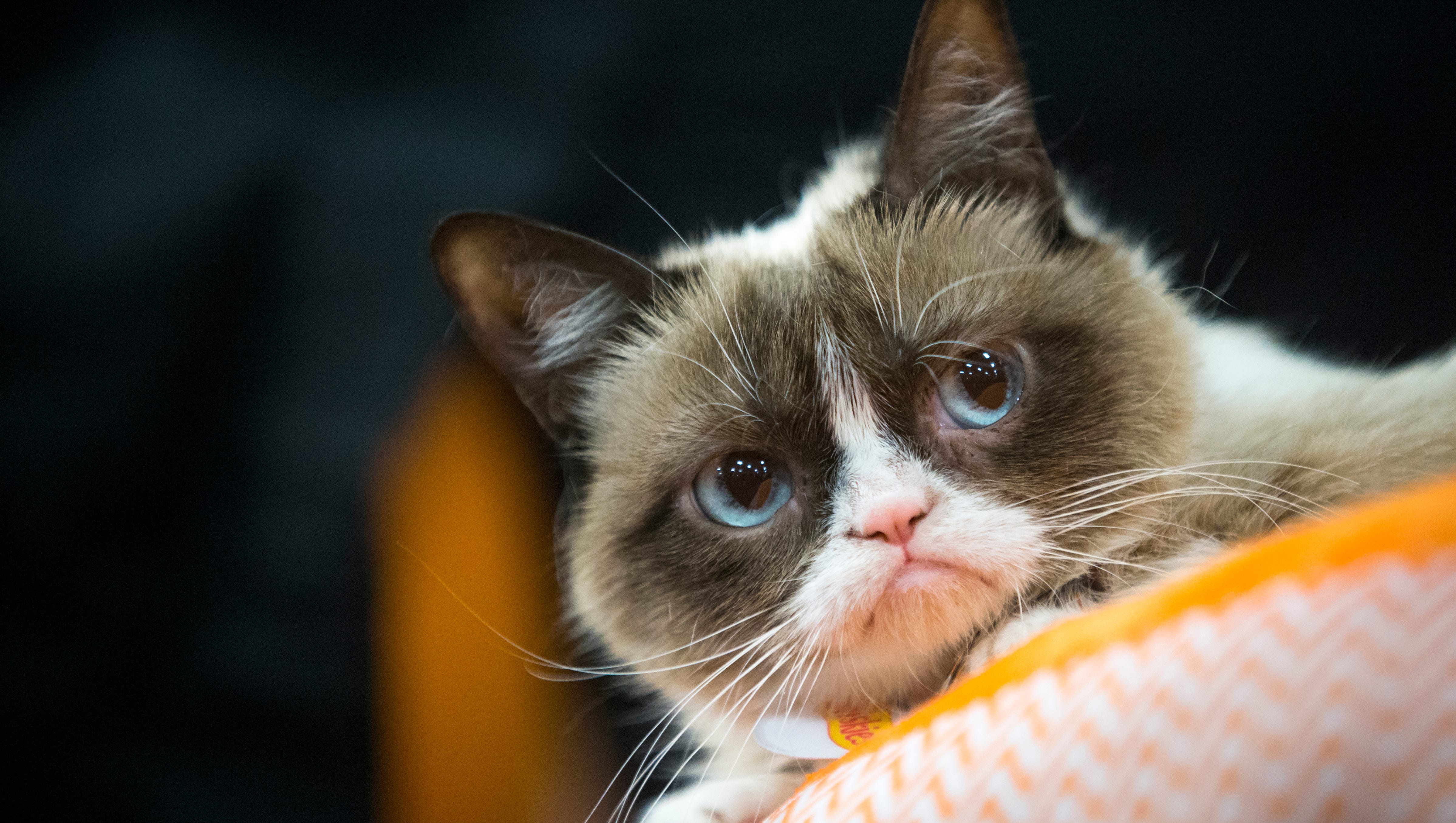 18 Famous Animals From Arizona