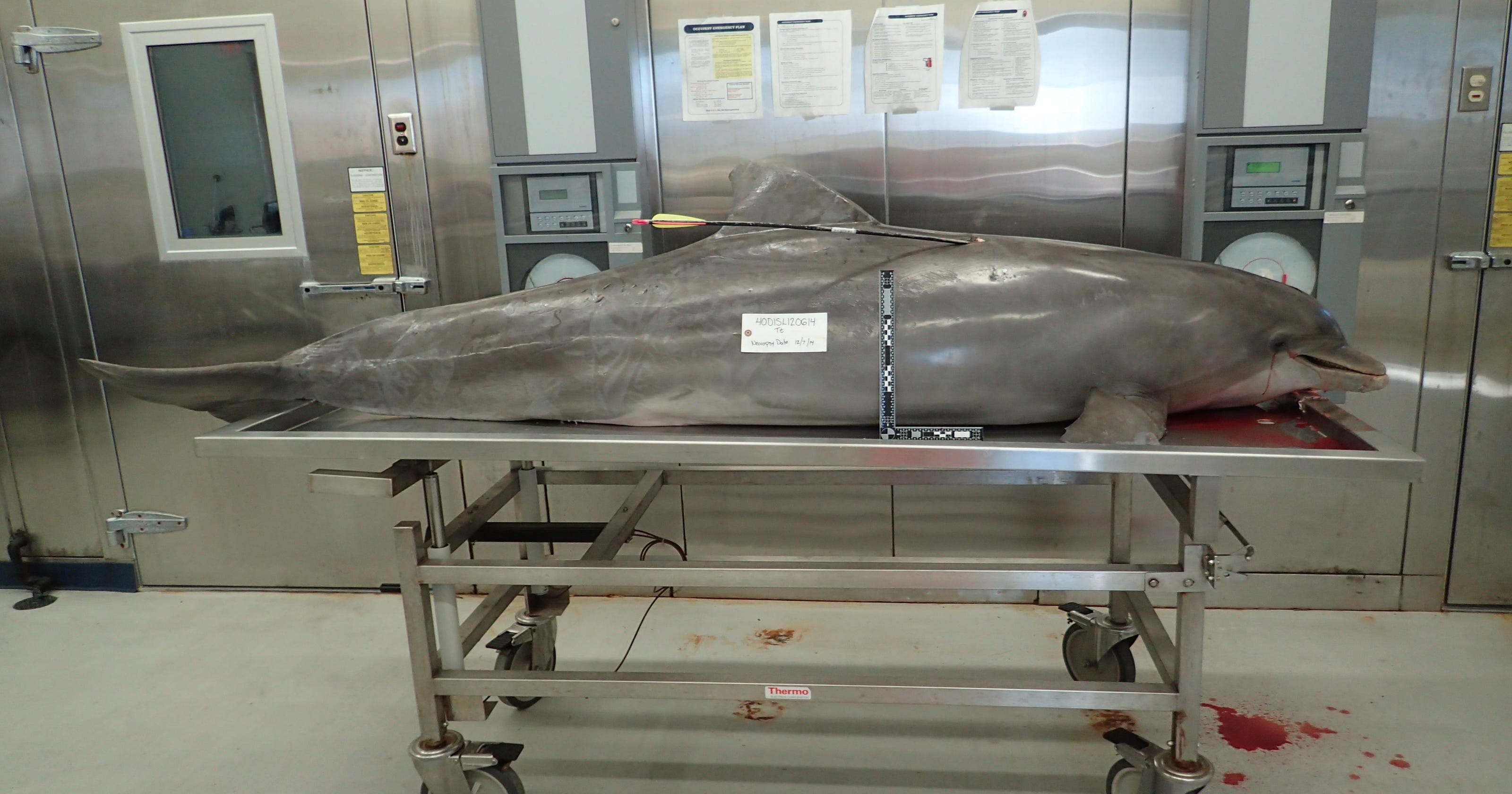 Bi4 Dolphin Accident: The Shocking Truth You Won't Believe
