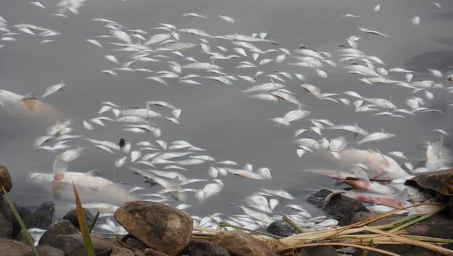 Hundreds of small fish, mostly "bait  fish," float in Lake Buhlow after dying due to a low oxygen level.