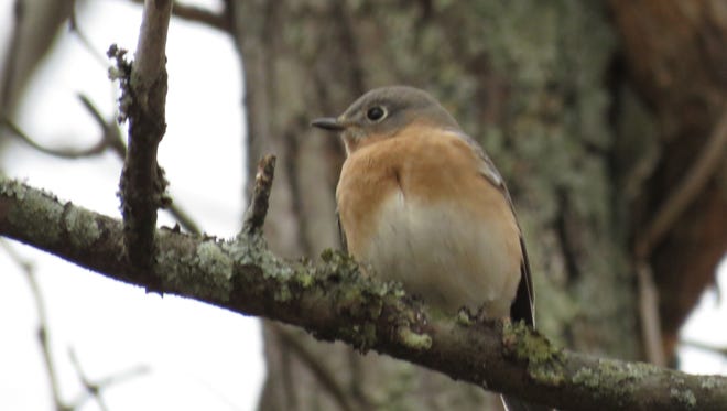 An Eastern Bluebird is observed during the Christmas Bird Count at Lakeshore Park.