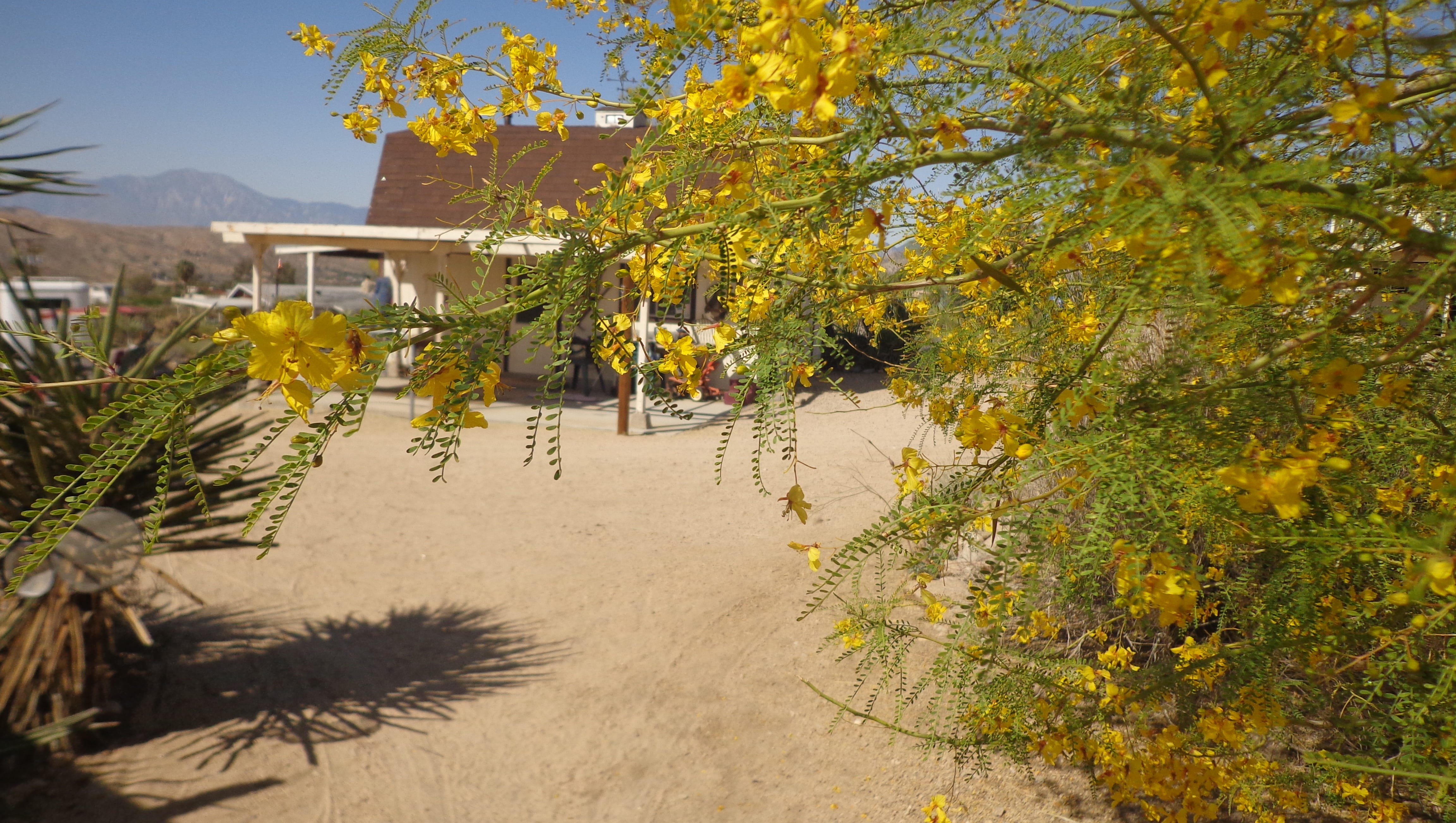 Palo Verde The Near Perfect Tree