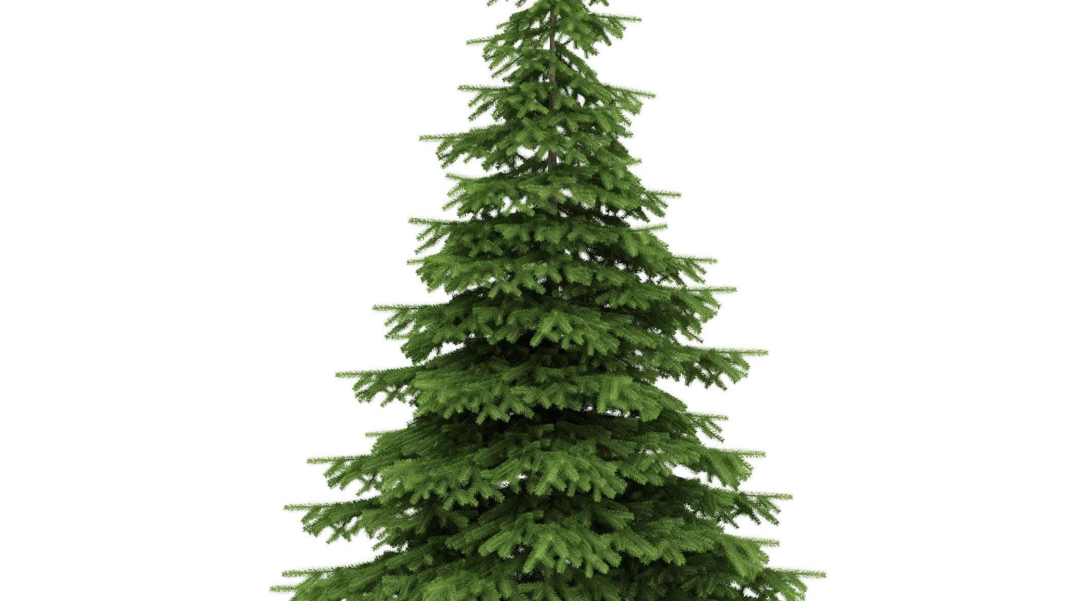 LBL offers free cedar Christmas Trees