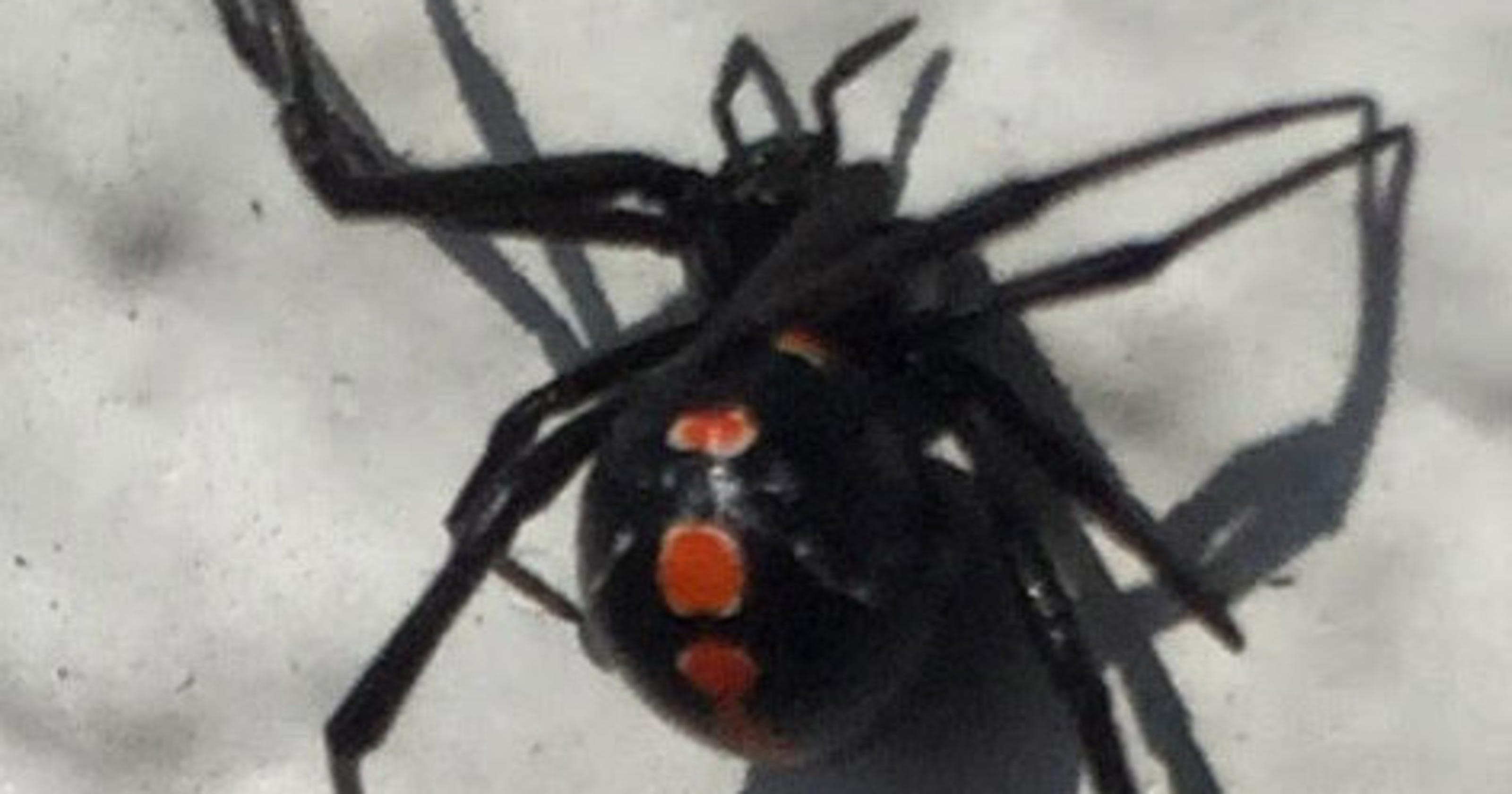 Heatwave Extreme heat means more black widows indoors