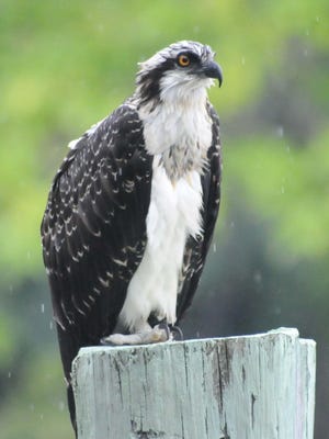 An osprey perches on a dock piling along the Maurice River in Millville on Saturday, July 14, 2012.