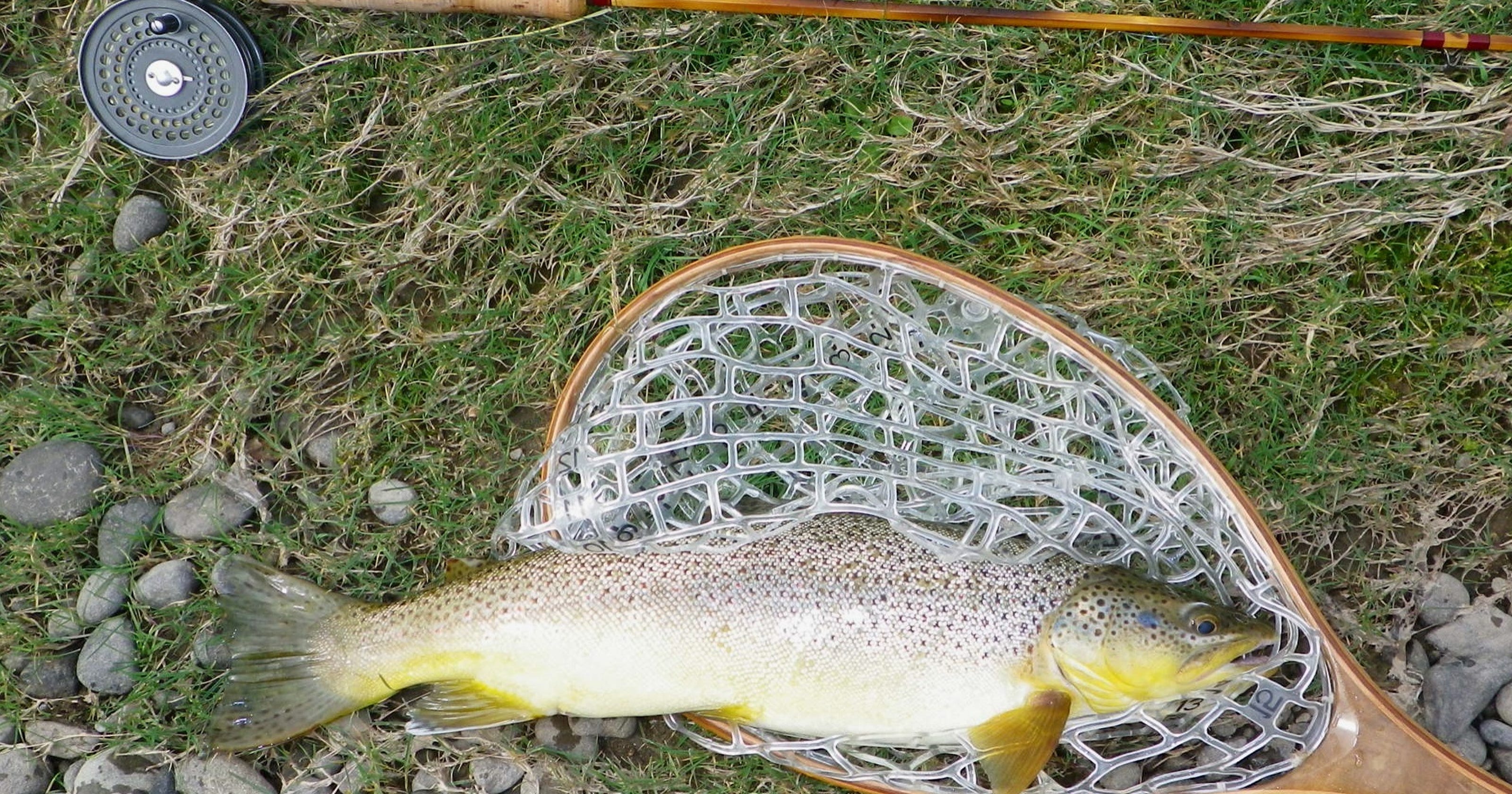 Trout Stocking Schedule Nj