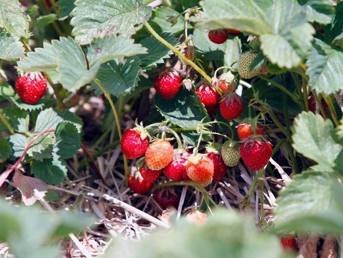 Strawberries ripened all at once at many farms in Wisconsin.