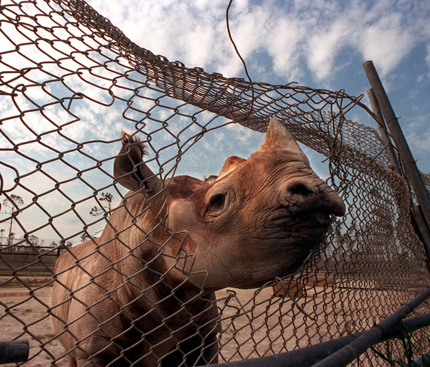 Toshi, a black rhinoceros, pokes his head through a gaping hole in a fence at Miami MetroZoo in this December 1992 file photo, months after Hurricane Andrew devastated South Florida.