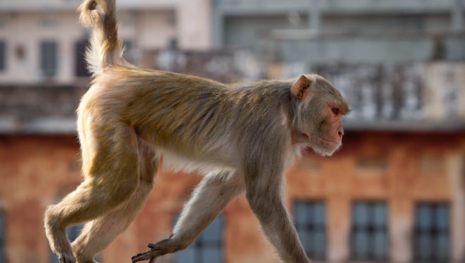 An image from the "Cities" episode of 'Planet Earth II.'