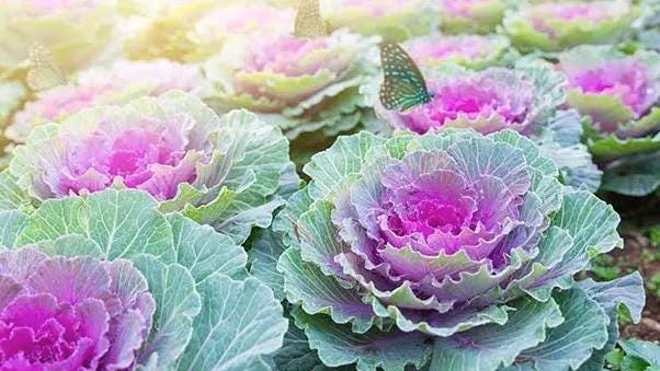 Ornamental cabbage's pinks and purples color the fall and early winter landscape.