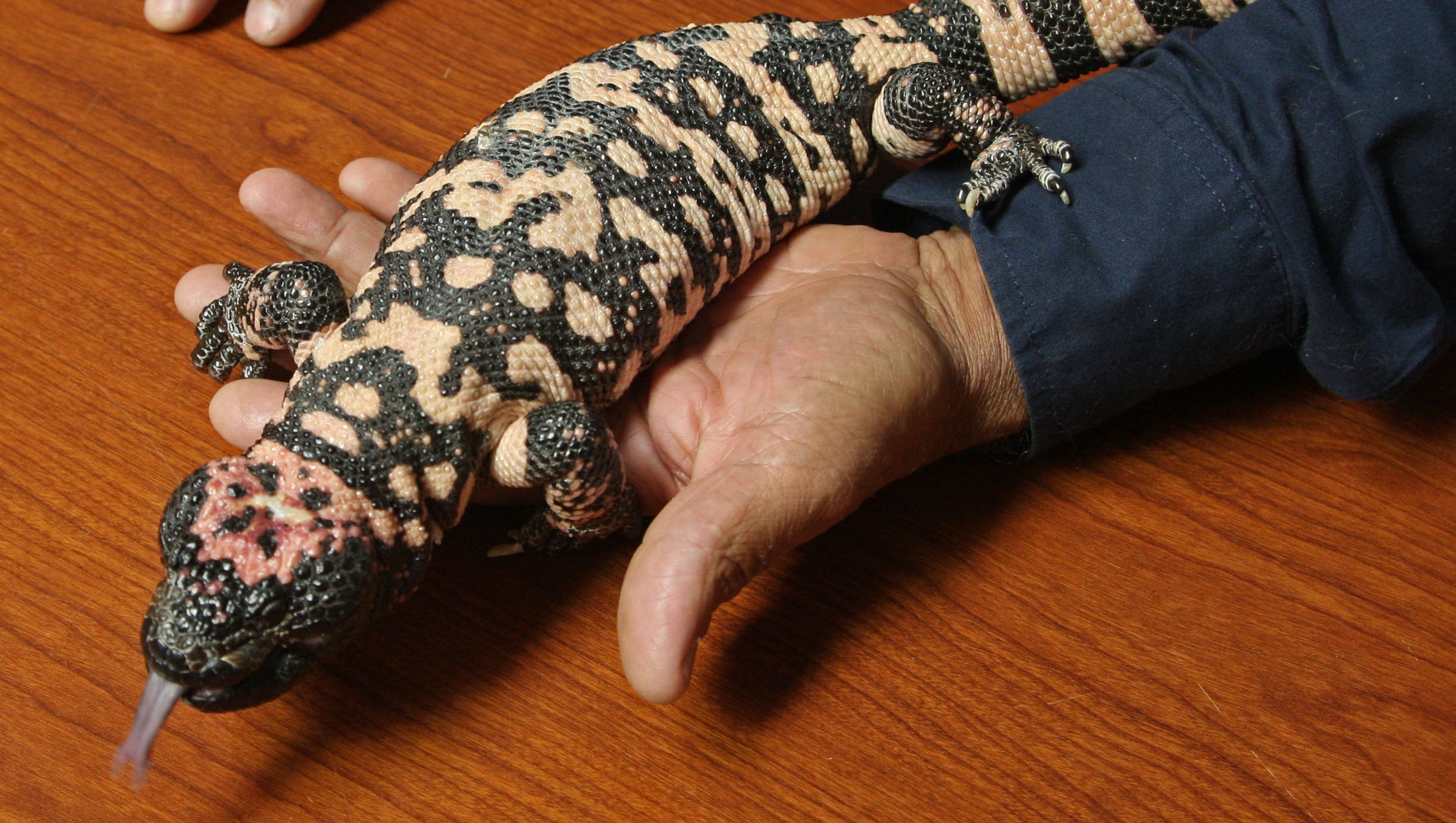 Gila Monster Facts Can They Kill You, Where Do They Live And More