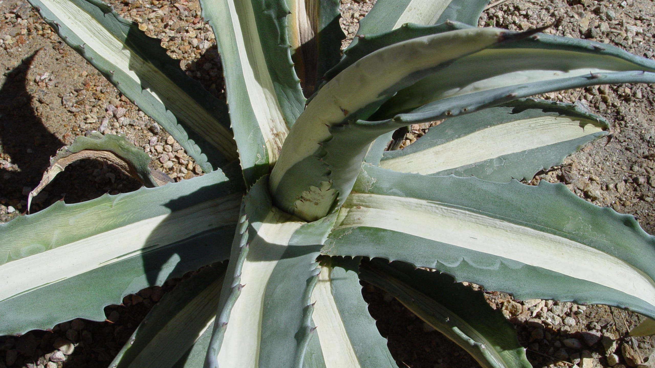 How to save a sick agave plant