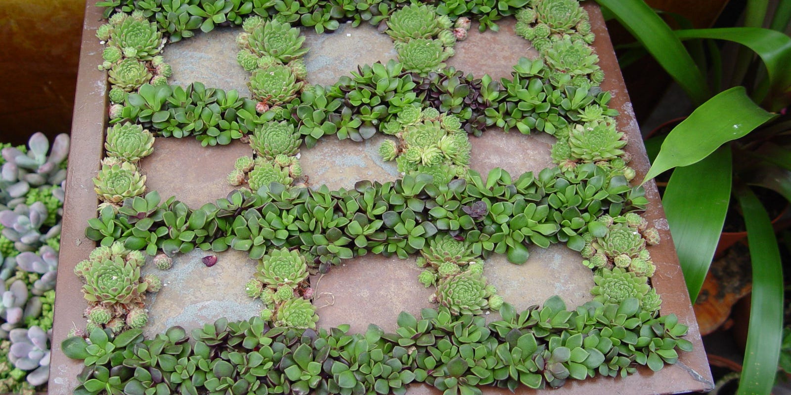 Tray Gardens make simple home decor