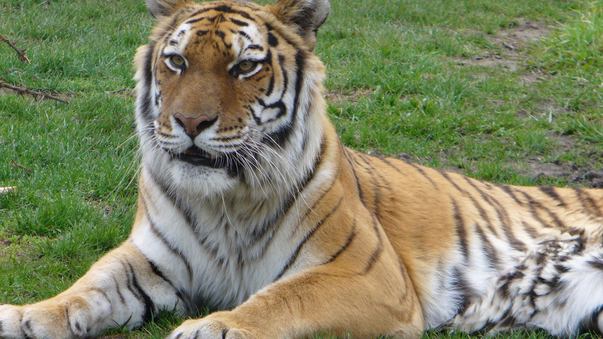 Rare female Siberian tiger at Blank Park Zoo dies