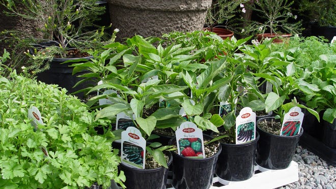 Buy large healthy seedlings for a head start on your spring garden.