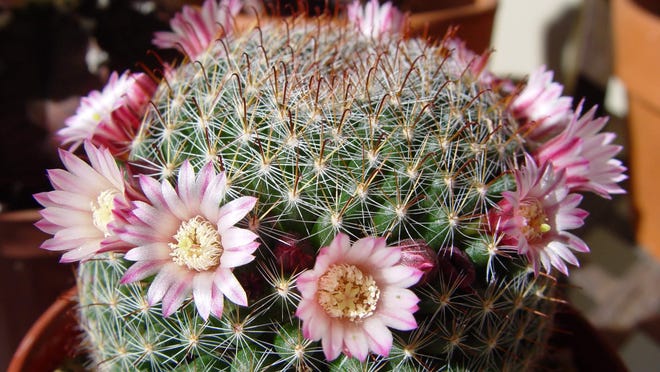 Mammilarias are so charming because they always produce a crown of small pink or white flowers.
