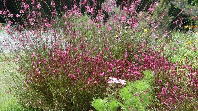 Siskyou Pink and other cultivars offer more compact plants and intense color but may not prove as desert hardy in some locations.