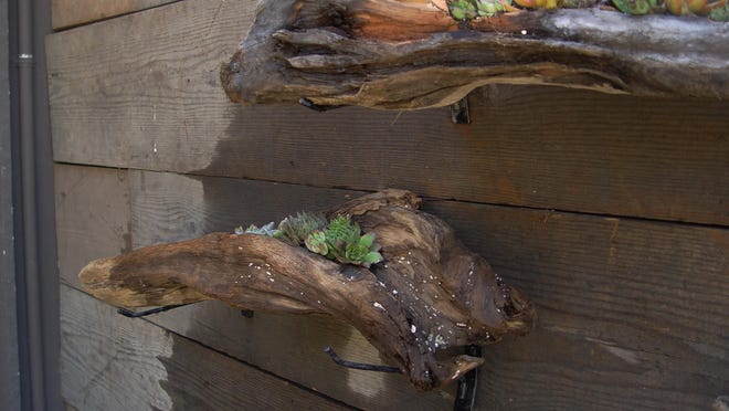 These simple bits of wood are planted with tiny succulents into natural clefts or drilled holes filled with potting soil.