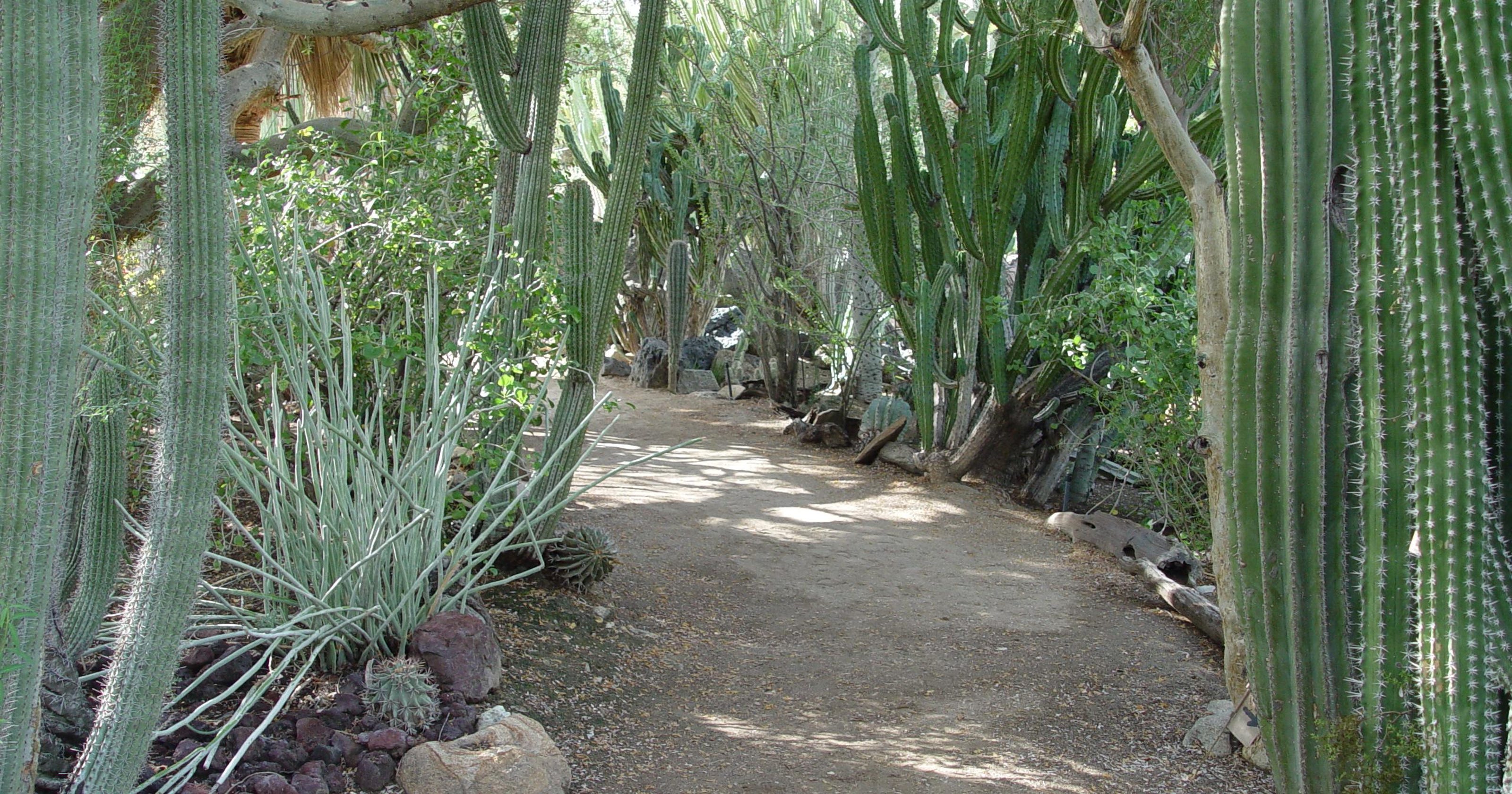 The Man Behind Moorten Botanical Garden