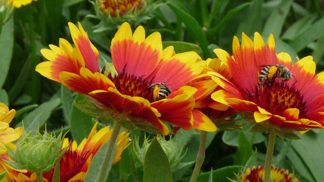 Long-lasting blooms on gaillardia in a hot and dry location.