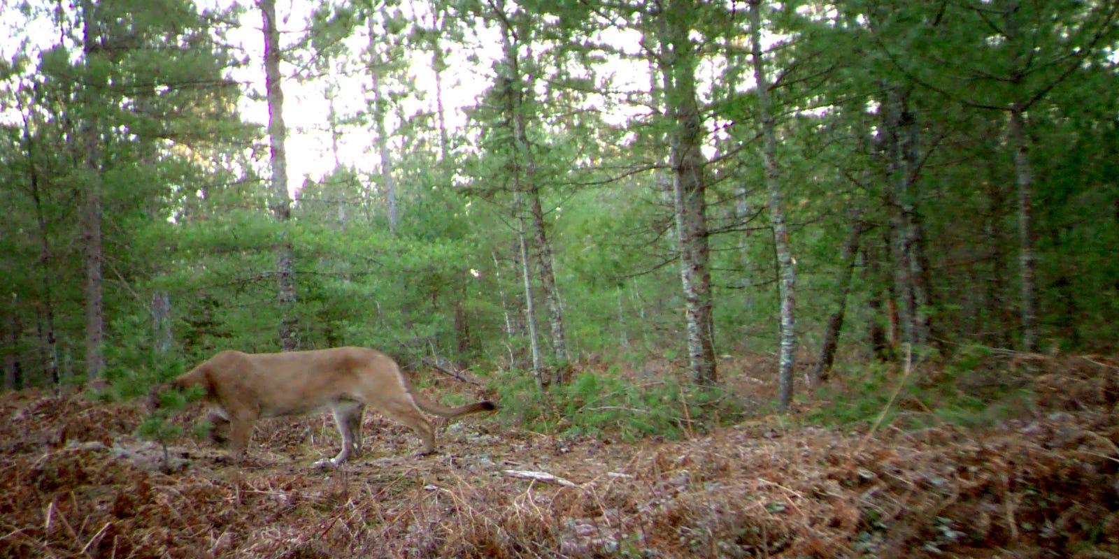 Dnr Confirms Cougar Sightings In Up