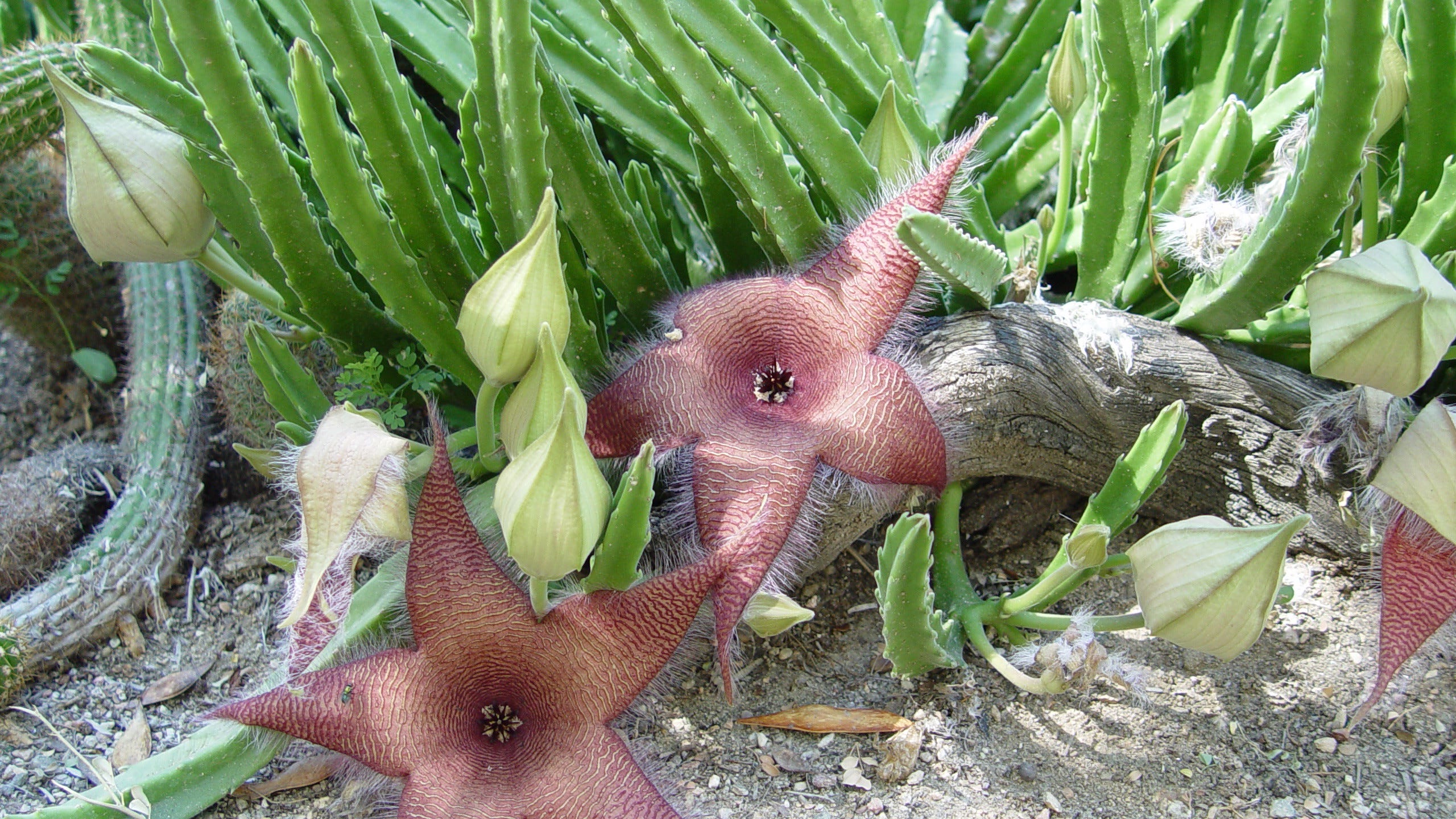 carrion flowers carrion flowers