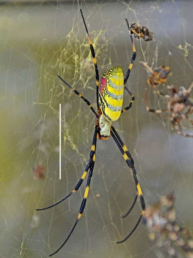 Spider Species Makes 1st U S Appearance In Georgia