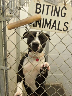 A pit bull looks out of a kennel in the quarantine room at the Springfield-Greene County Health Department Animal Shelter in 2012.