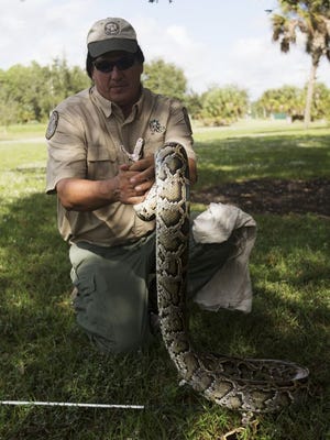 Jeff Fobb demonstrates python catching techniques at a training session in Naples. Hunters turned in 102 snakes during the 2016 Python Challenge.