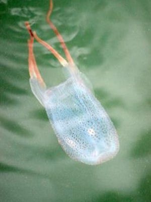 What’s believed to be a species of box jellyfish, which can deliver a severe sting, in the Manasquan River near Point Pleasant Beach on Oct. 21.