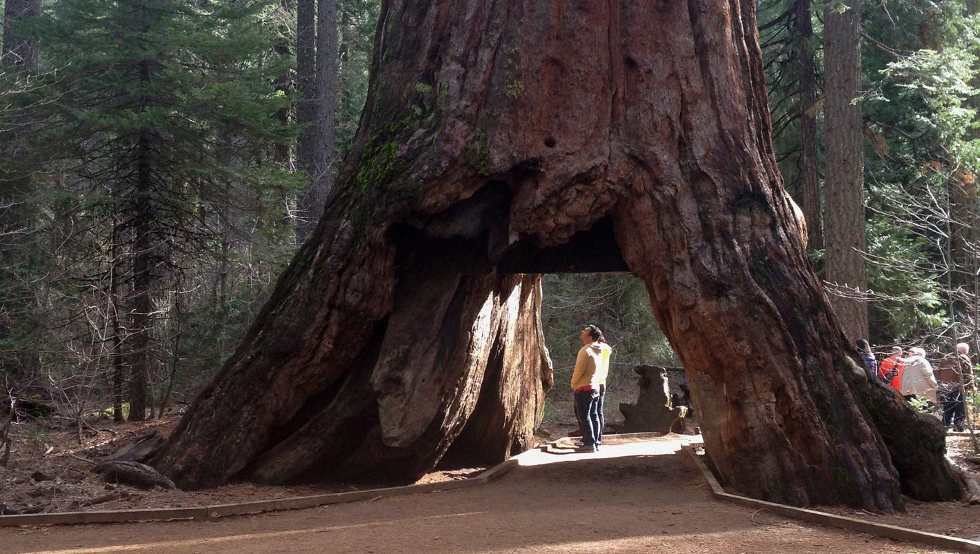 Iconic California Sequoia 'tunnel tree' destroyed in storm