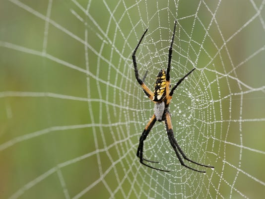 Critter Of The Week Yellow Garden Spider