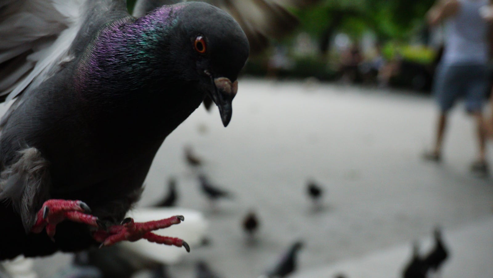 Birds Aren't Real: A conspiracy theory spreading on TikTok, Twitter
