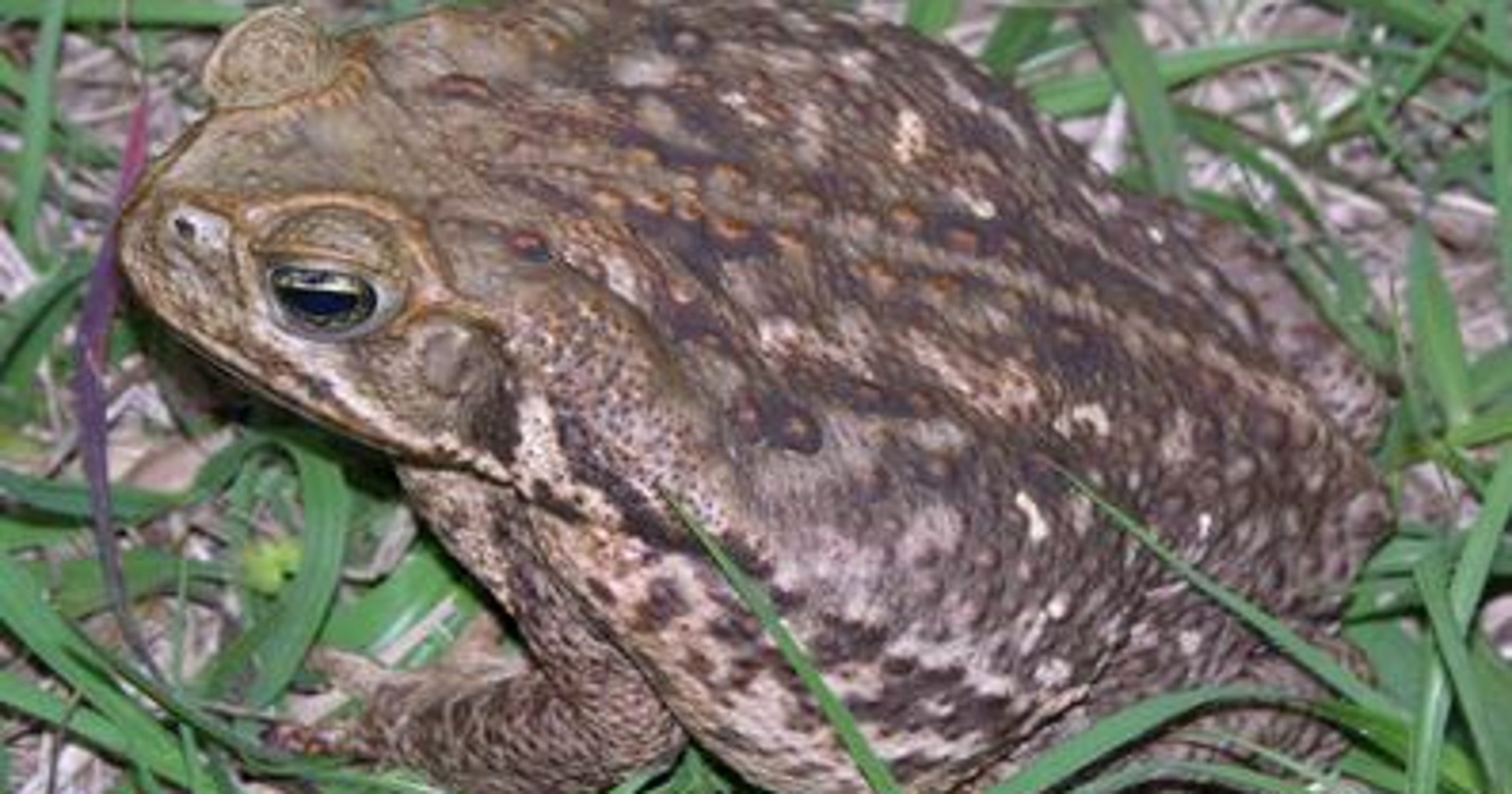 Cane Toads Emerge Again On Treasure Coast After Weeks Of Rain