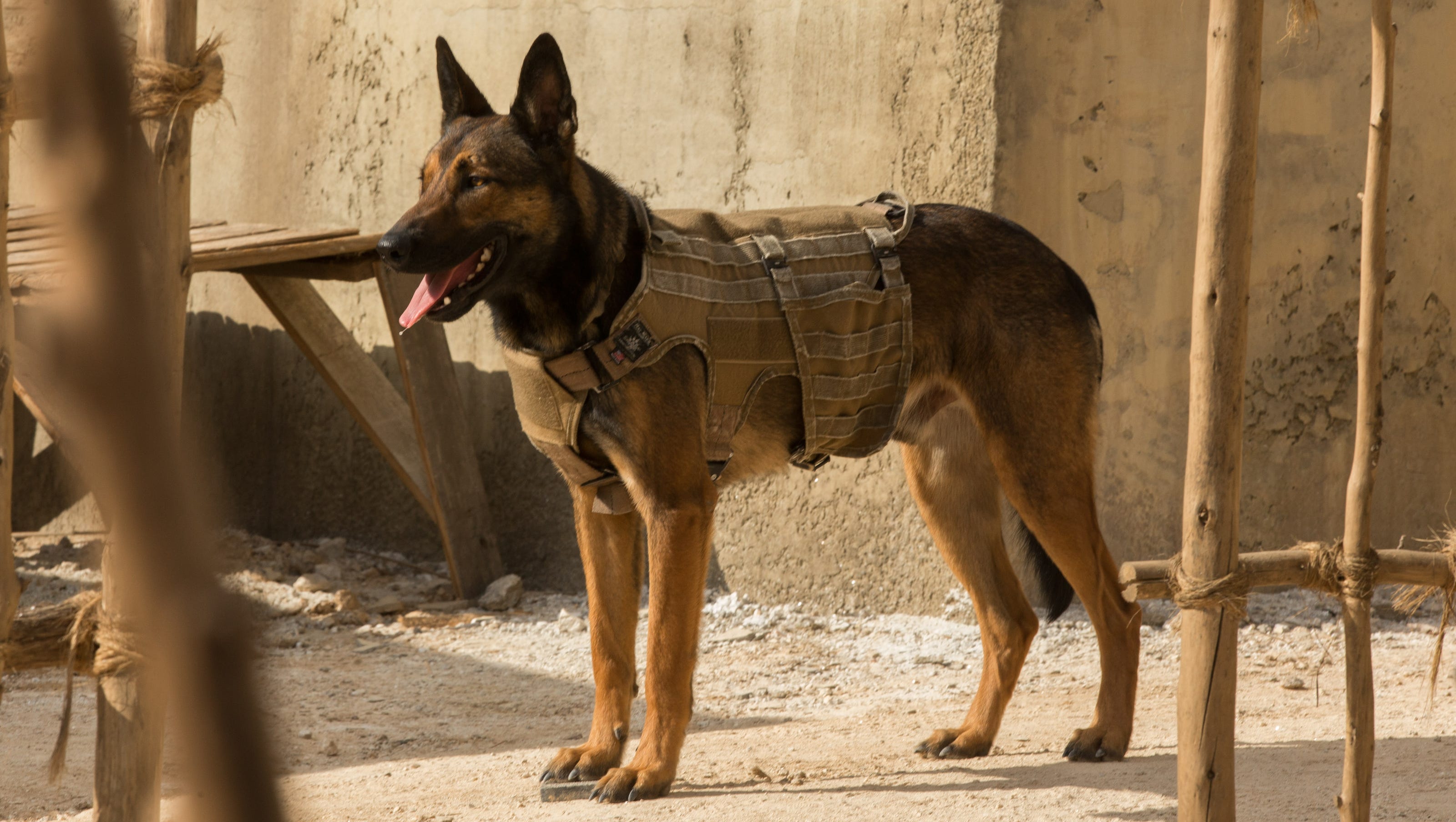 Meet the dog star who plays heroic 'Max' - USA TODAY Meet the dog star who plays heroic 'Max' - USA TODAY
