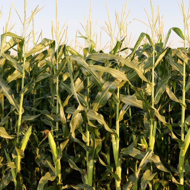 DuPont’s biorefinery in Nevada, Iowa, will produce ethanol from corn crop waste.