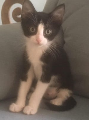Momo, a kitten available for adoption through Caring Fields Felines