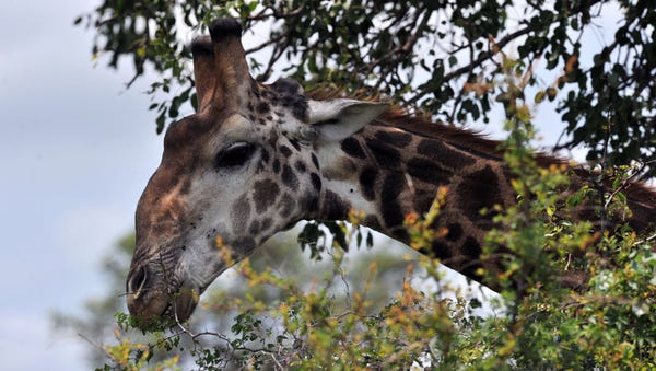 A giraffe in Kruger National Park in South Africa.