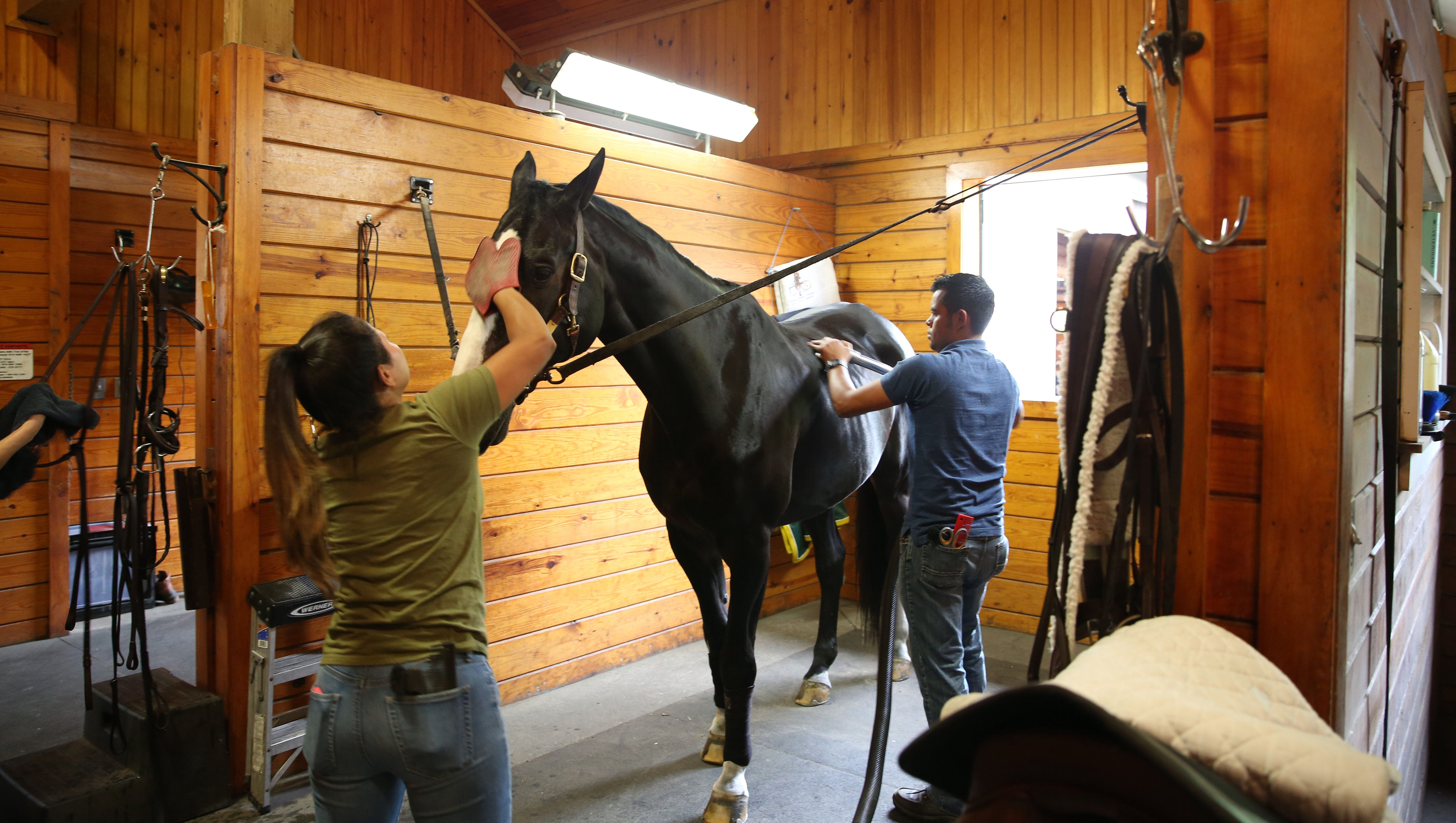 Airbnb for horses New app helps horse owners to rent stalls