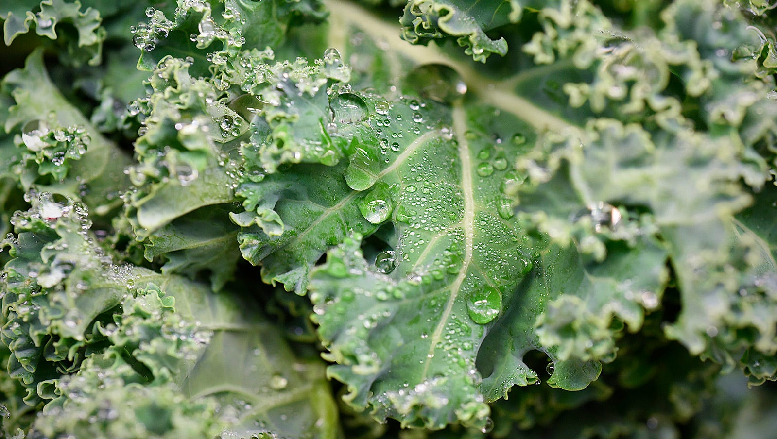 kale the leafy green monster of nutrition