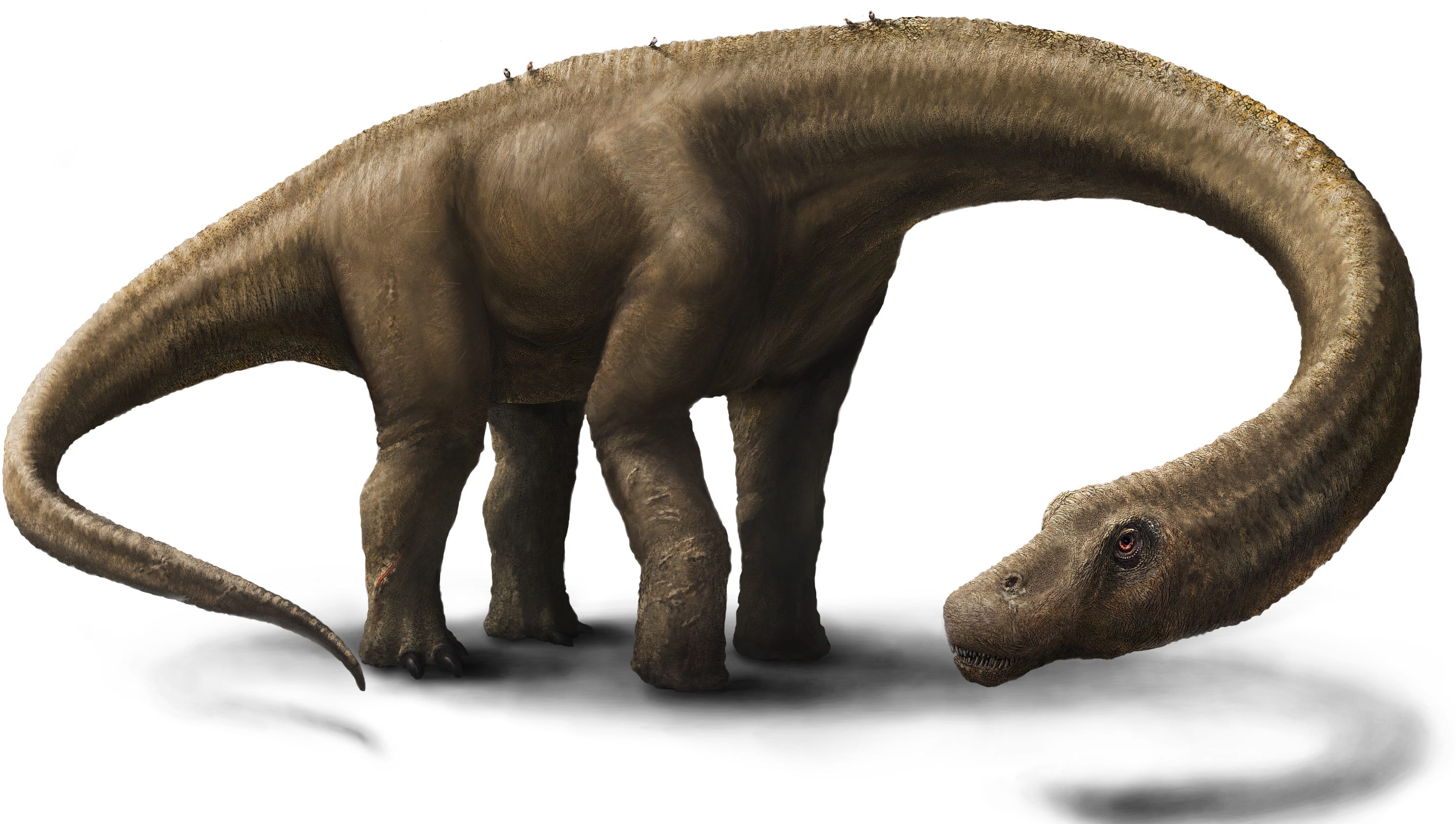 bones of the dinosaurs