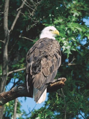 The Raptor Education Group Inc. out of Antigo helps injured birds like bald eagles.