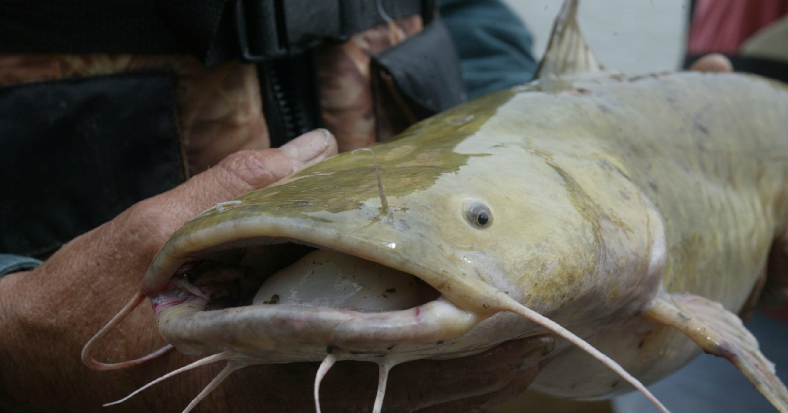 Get to know the Flathead catfish Get to know the Flathead catfish