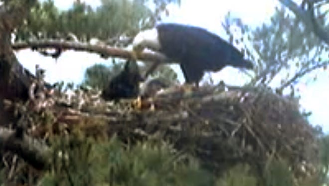 This still image from streaming online video shows an adult bald eagle feeding an eaglet June 25, 2014, in a nest in Maine. Webcast viewers saw another eaglet in the nest die over the weekend.