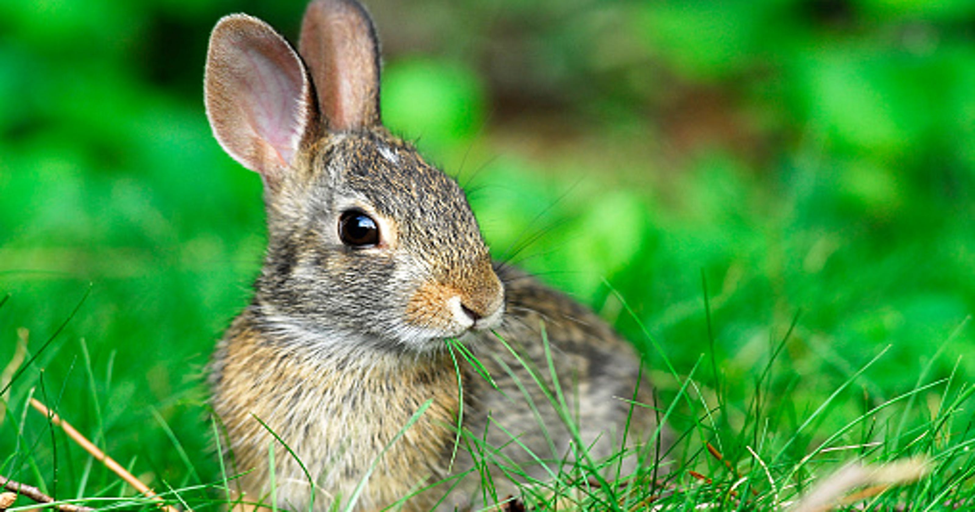 Colorado health officials warn of growing rabbit fever cases