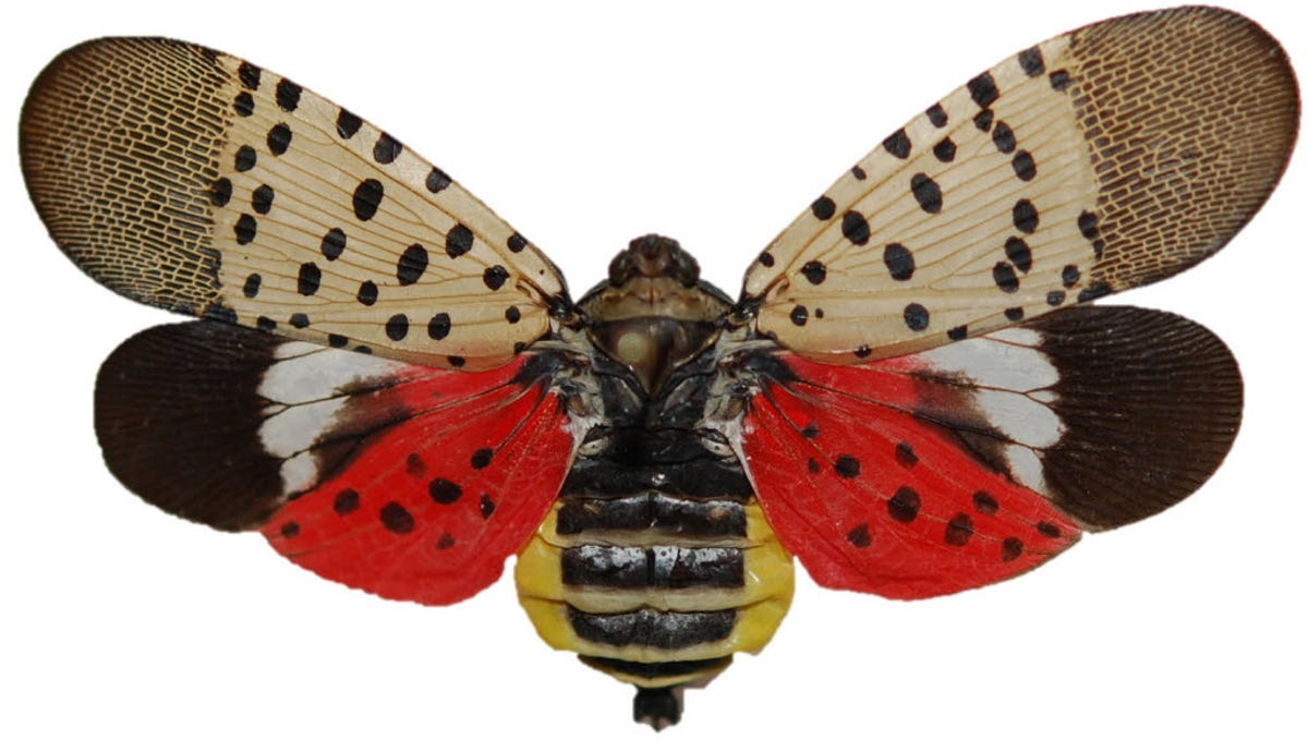 Spotted Lantern Fly In Pa What They Are What To Do If You See One