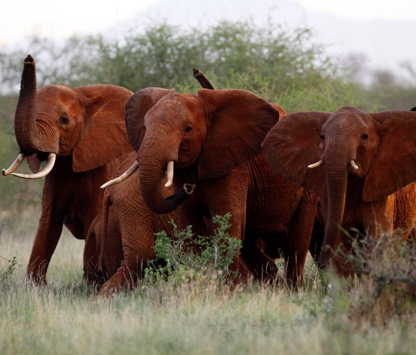 Elephants use their trunks to smell for possible danger in the Tsavo East national park, Kenya, on March 9, 2010.