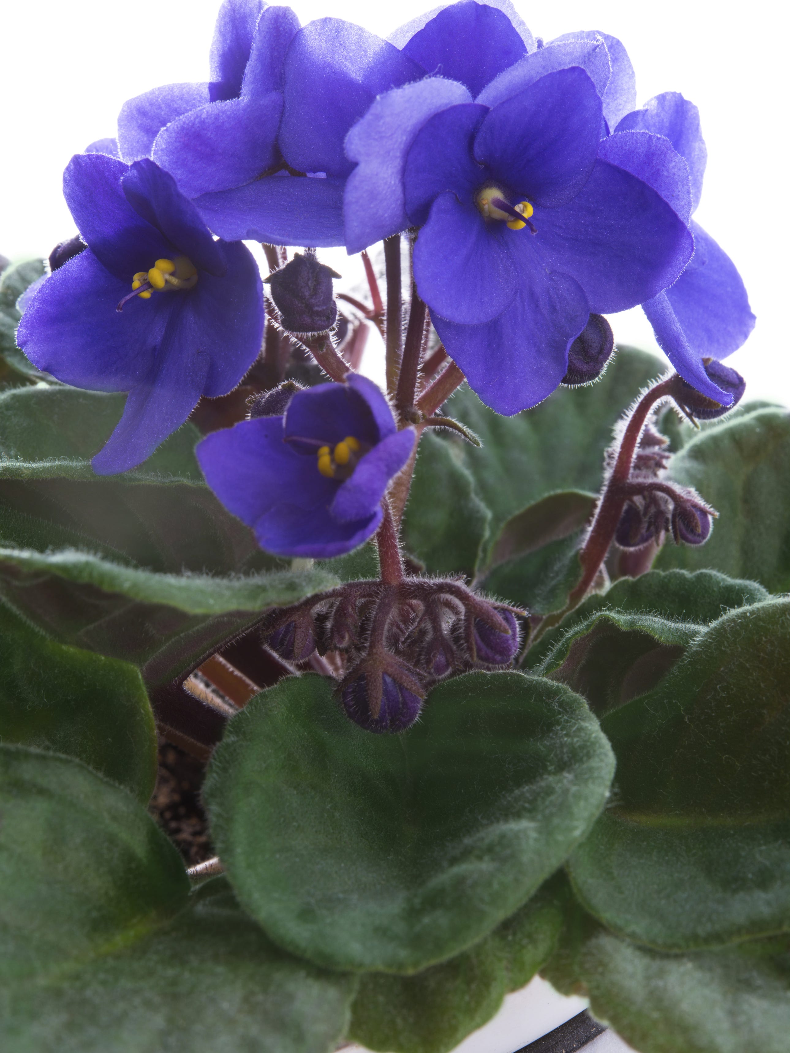 Tips to keep your African violets happy, healthy and blooming