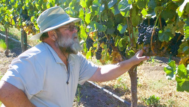 Andy Mitchell, director of viticulture at Hahn Estate Winery off River Road near Soledad, inspects Grenache grapes in the estate’s Hook Vineyard.
