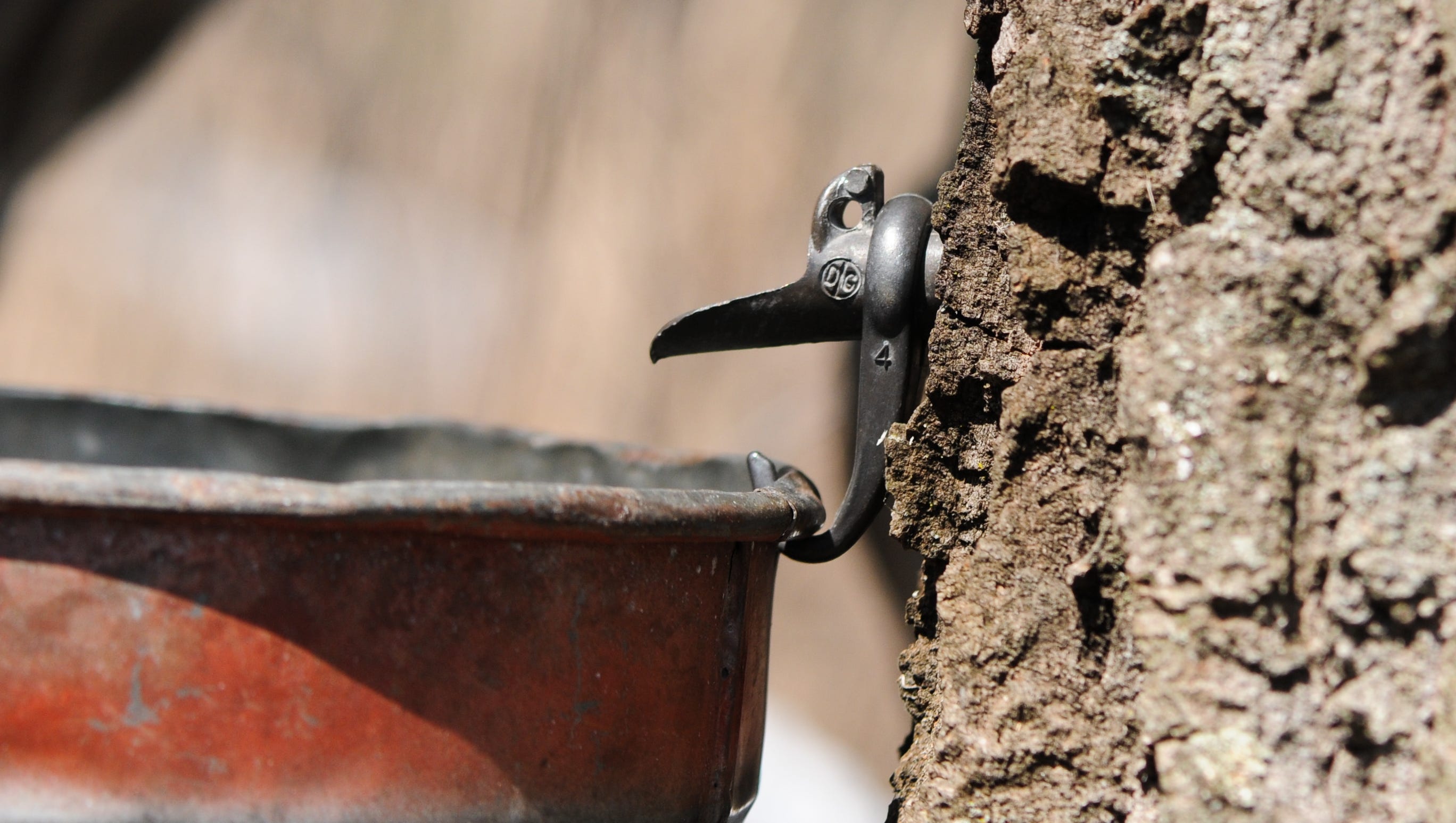 Wisconsin's maple syrup tapping season has roots in Native community