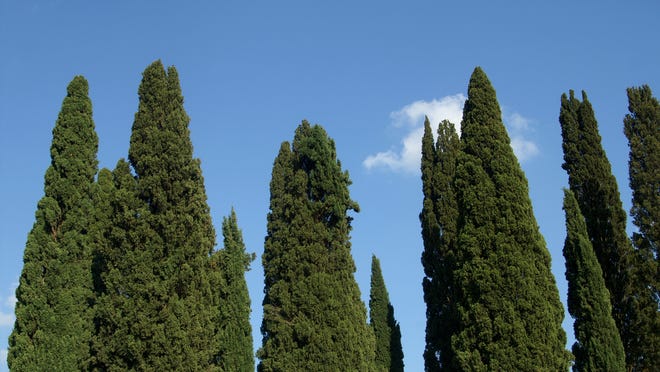 Italian cypress trees